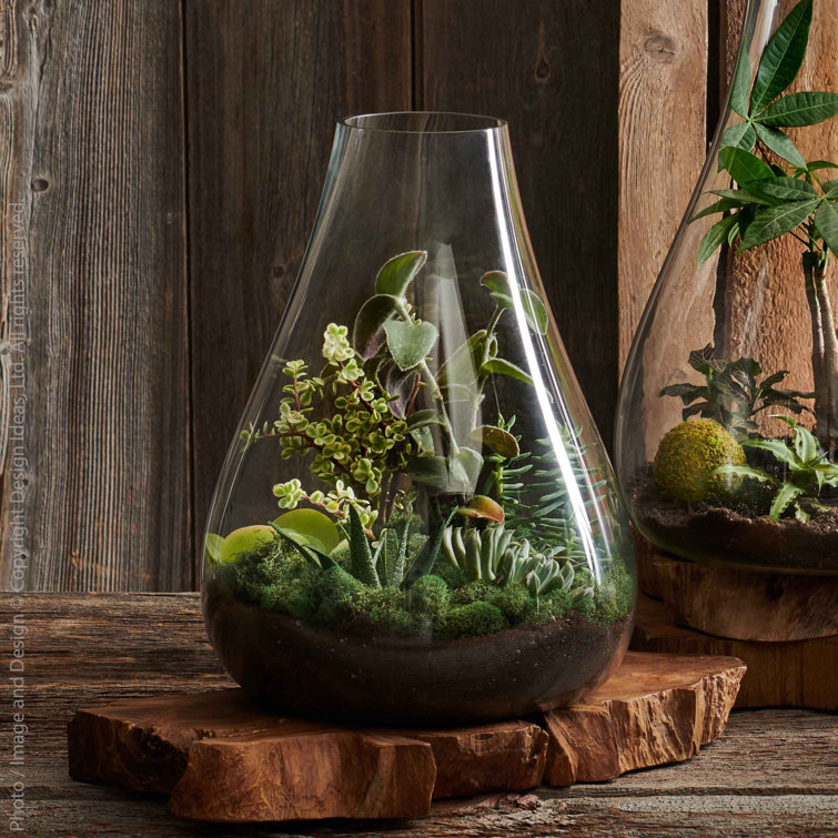 Design Ideas Glass Indoor Terrarium Wayfair Canada